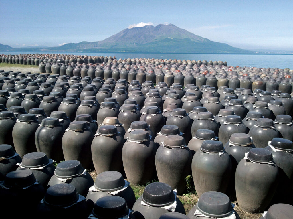 桜島を望む海沿いに並ぶ黒酢の壺畑（鹿児島・霧島市福山町）