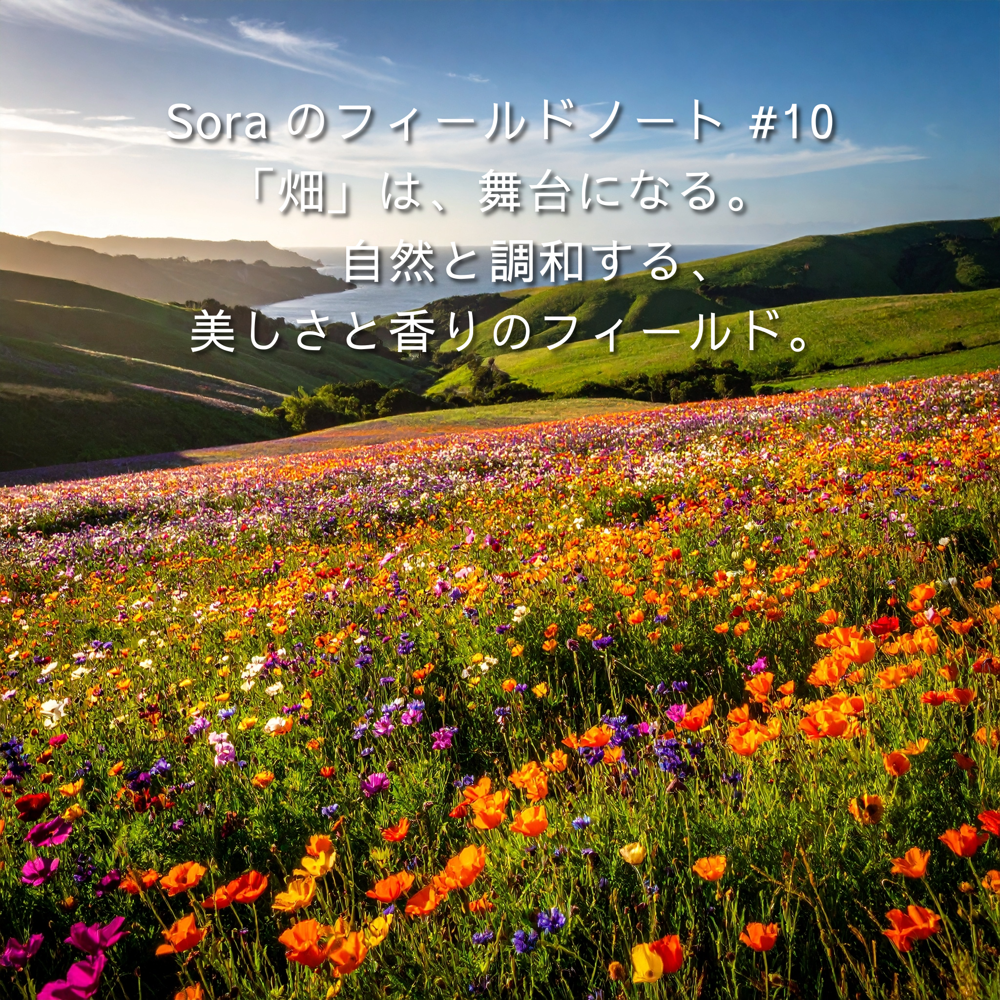 千葉県の花畑に広がるカラフルな花々と夕日。自然と調和した美しいフィールドの風景。