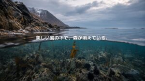 北海道の冷たい海を水上と水中で分けて写した風景。水面下にはまばらな昆布と岩場、ウニが見え、磯焼けによる海藻の衰退を表している。