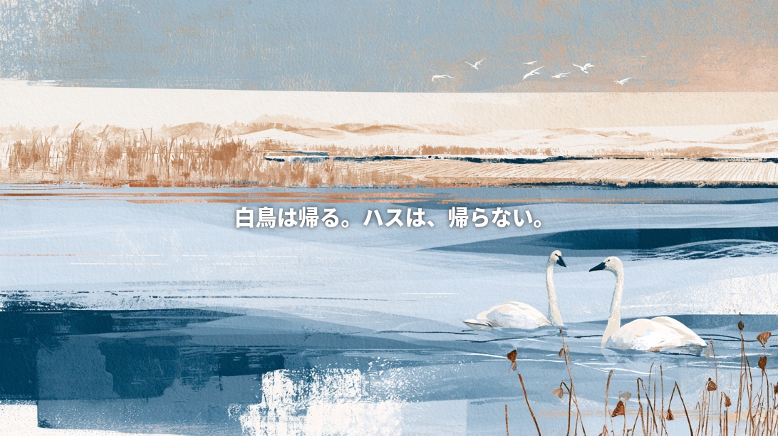 Artistic illustration of two swans on Sakata Lagoon in Niigata, with withered lotus stems, reeds, and surrounding farmland. Japanese text reads, “Swans return. The lotus does not.”