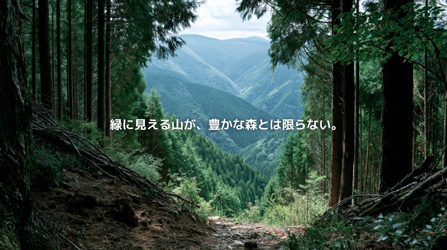 日本の山あいに広がる森林と、下草の少ない人工林の内側を写した風景